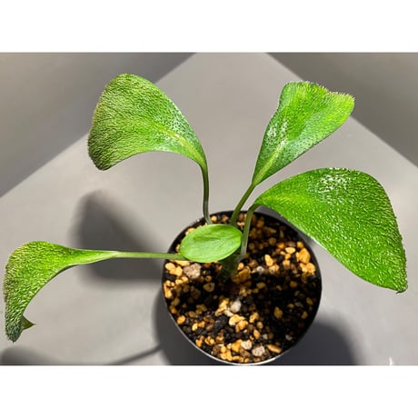 Homalomena hasei "狐尾" from Aceh sumatera [LA0616-04]