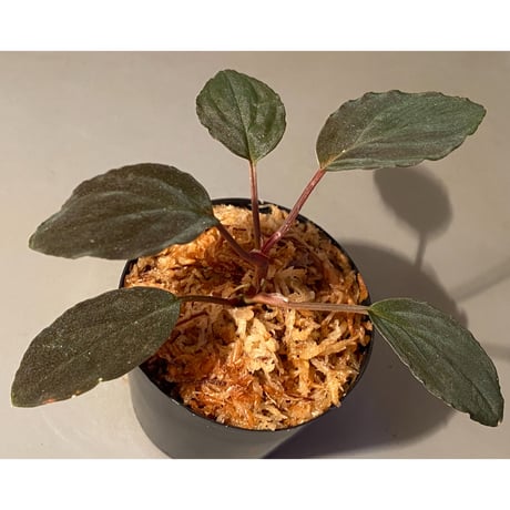 Homalomena sp. Red "Sabah-6" [R0515-03a]