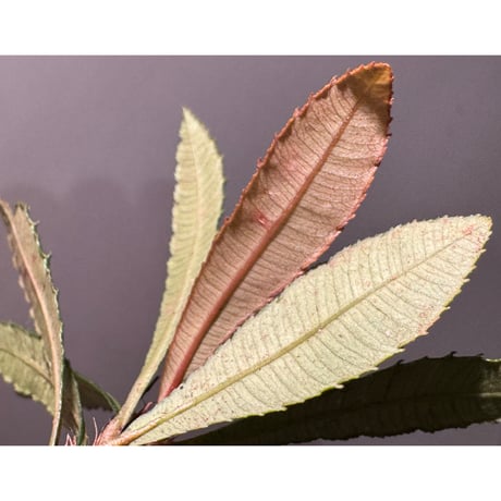 Sauvagesia serrata from West Kalimantan ③