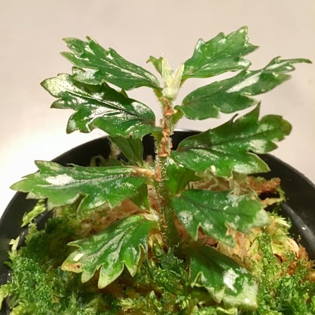 Begonia sp. from Papua New Guinea