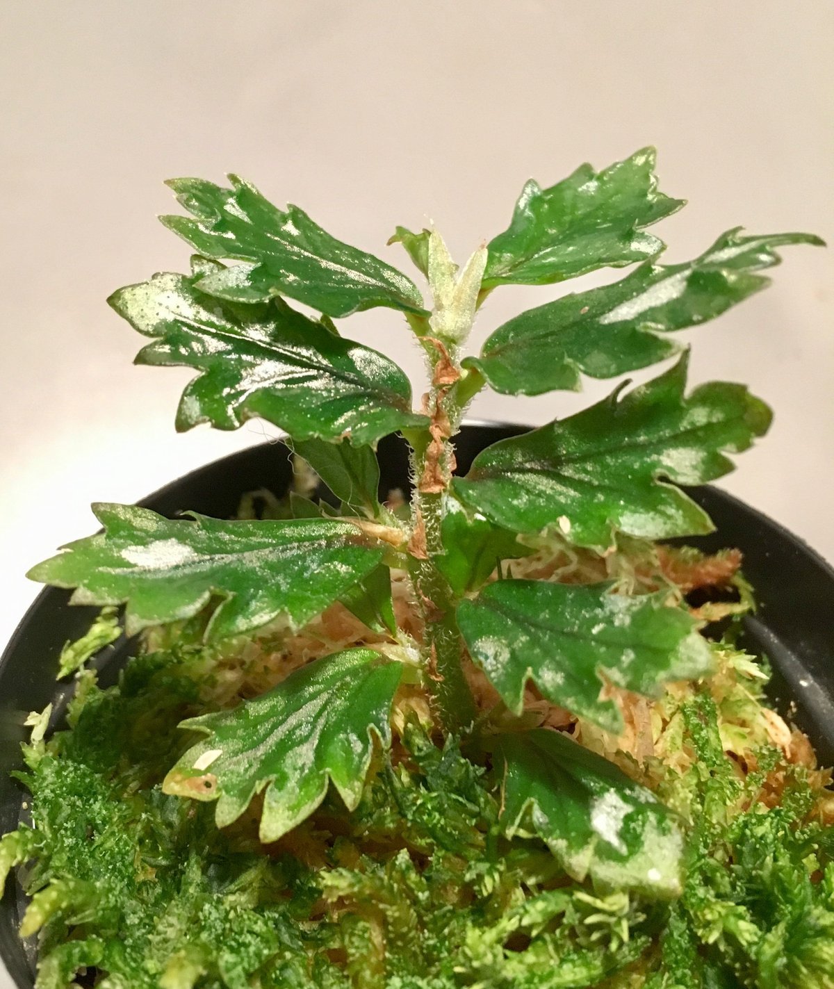 Begonia sp.Nam Tra My,Quang Nam ベゴニア 原種 Begonia sp.Nam Tra