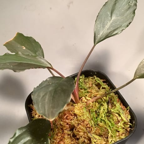 Homalomena sp. from Sarawak