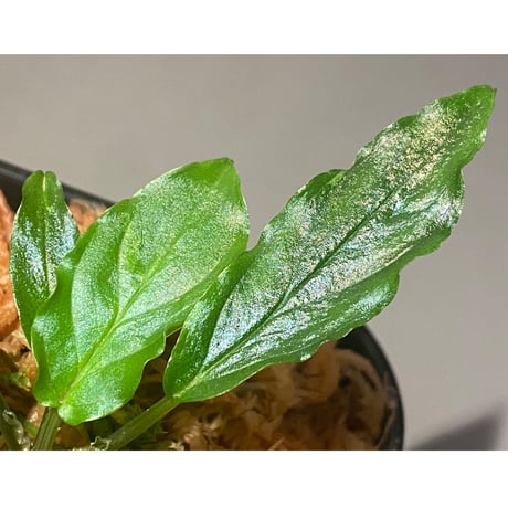 Homalomena sp. "Euclase" from Riau sumatera [LA0518-02]