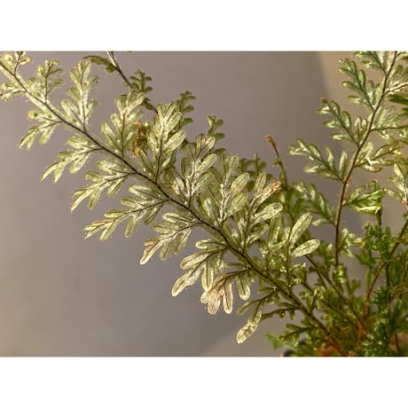 Hymenophyllum sp. from Ecuador 東京ドームらん展購入増殖株 [KSB]