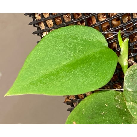 Philodendron sp. from Iquitos Peru [tanakay]