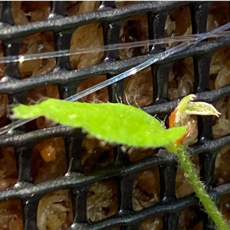 Ficus sp. "Muara wahau" white Kalimantan timur [TB]