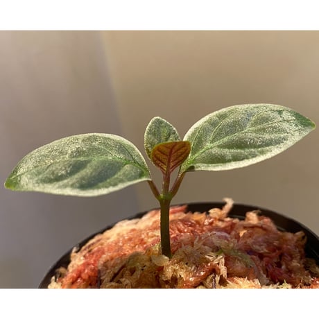 Cosmianthemum bullatum [LA0515-02]