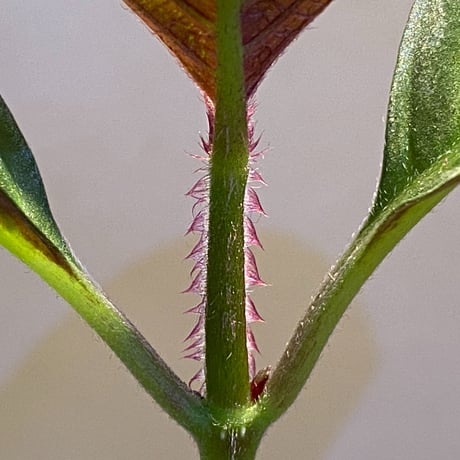 (大株) Cosmianthemum bullatum [LA0515-02]