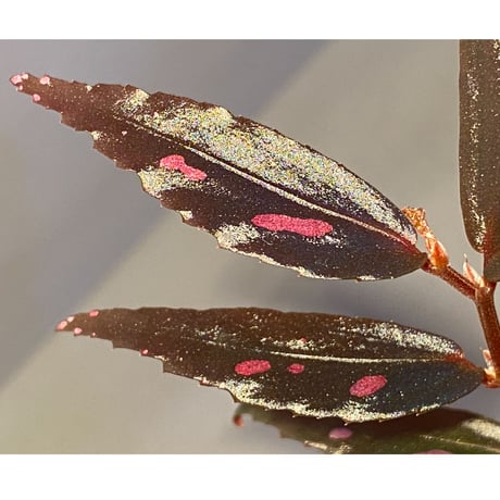 Begonia sp. from Julau [R1214-01b]