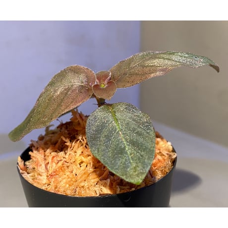 Ophiorrhiza sp. from Papua Barat[LA0319-01]