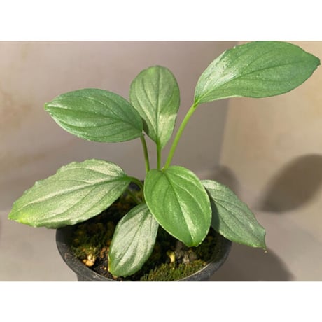 Homalomena sp. "Silver Bullet GG" from P.Linga [AZ0917-1]