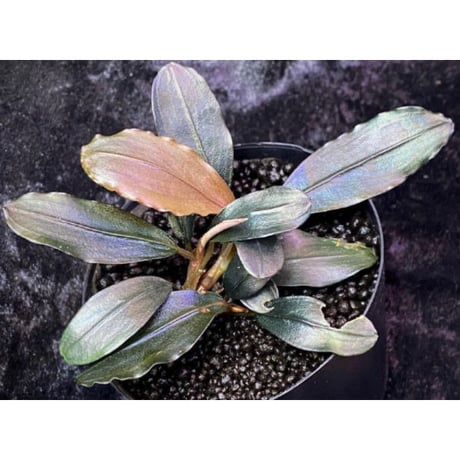 Bucephalandra sp. "Tapanguri" [MF0417-7A]