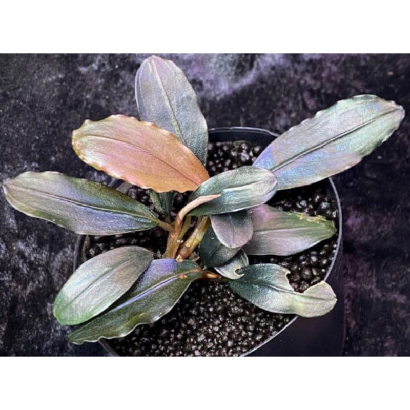 Bucephalandra sp. 