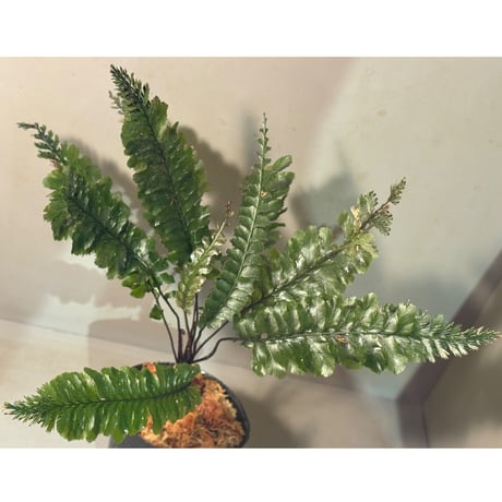 ケファロマネス | STORES