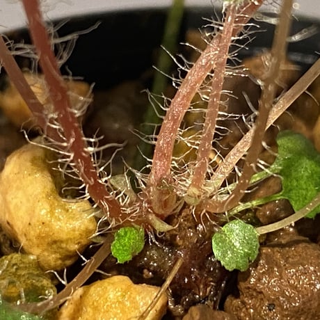 Begonia ningmingensis var. bella