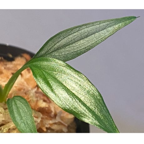 Homalomena sp. White leaf from "Pendang" Kal tengah [TB]