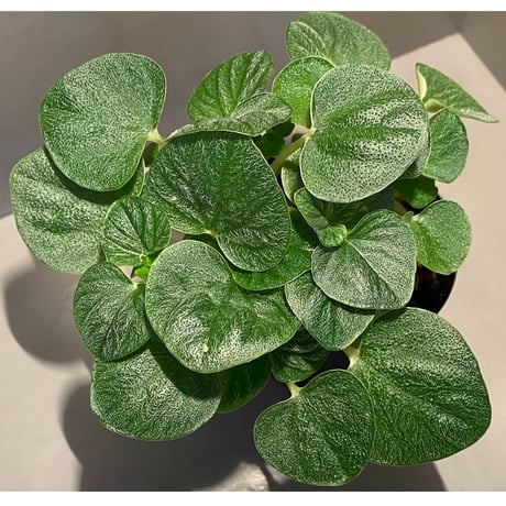 Peperomia sp. from Iquitos Peru [tanakay]