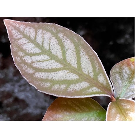 Ardisia sp. from Aceh sumatera [LA]
