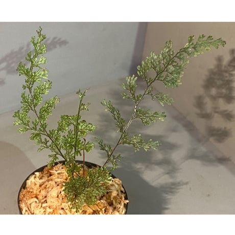 Hymenophyllum sp. from Aceh sumatera