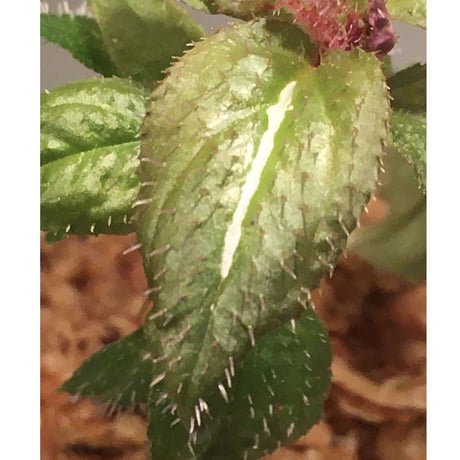 Sonerila sp. wf1 from Phang Nga Thailand [KZT]