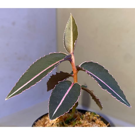 Labisia sp. from Sumatera barat [TB]