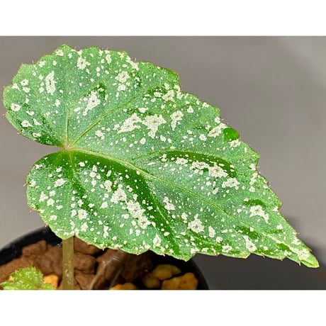 Begonia sp. from Na Hang [YH1118] TK