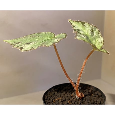 Begonia sp. from Vietnam