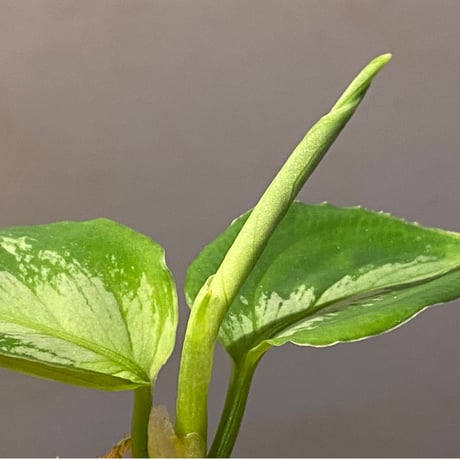 Aglaonema pictum "マルチカラー白玉" D.F.S from Sumatera barat [AZ0912-1]
