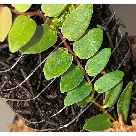 Marcgravia sp. from Colombia [LA0316-03]