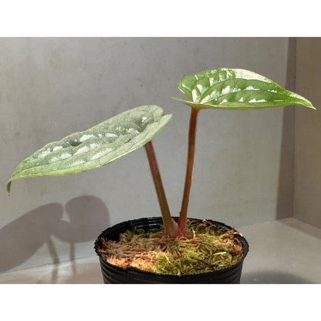 Anthurium luxurians