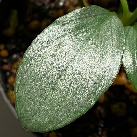 Homalomena sp. from Medan