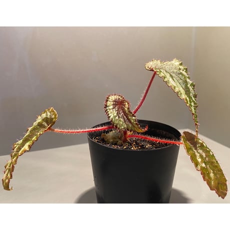 Begonia sp. from Ha Giang North Vietnam