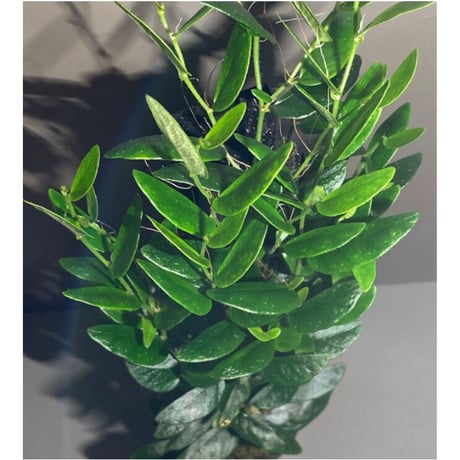 Ficus sp. from Bau