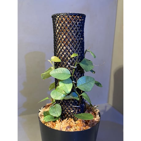 Ficus sp. from Murung raya [LA0515-05]