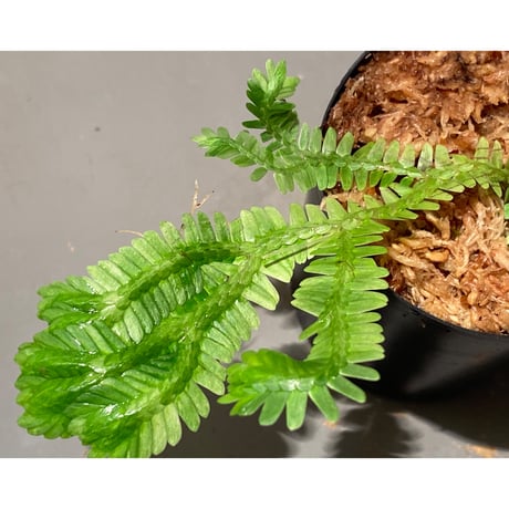 Selaginella sp. バリエガータ from "Nanga pinoh" [TB]