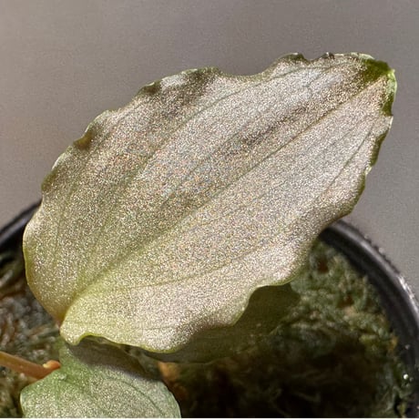 Homalomena sp. "Platinum Velvet" from Kepulauan Riau [KN]