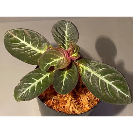Codonoboea cf. pumilla from Riau sumatera [LA1119-02]