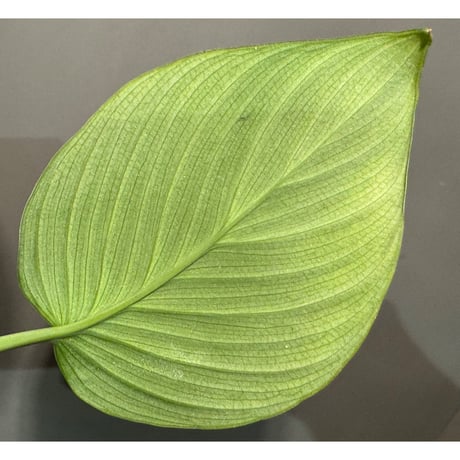 Homalomena sp. "Aceh selatan" Aceh Sumatra [TB] ①