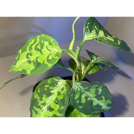Aglaonema pictum GW1410 from Padang sidempuan [TB]