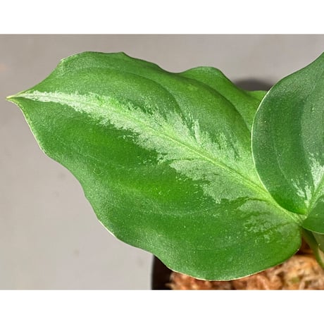 Aglaonema pictum "Corsair" BNN from Sibolga timur [AZ0216-1d] ①