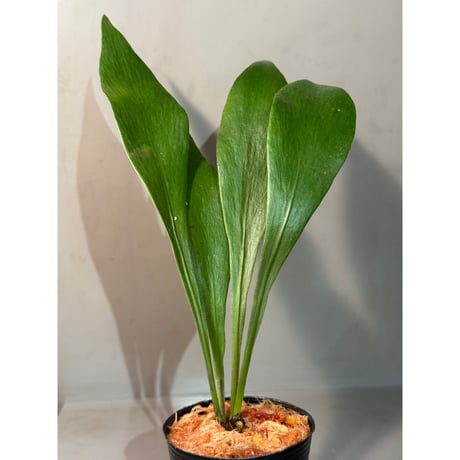 Antrophyum sp. from Aceh sumatera