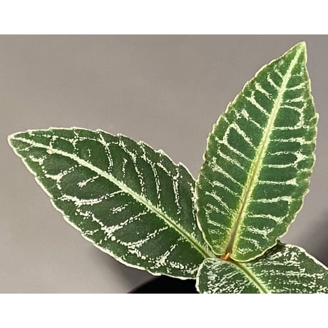 Ardisia sp. from Raub Pahang