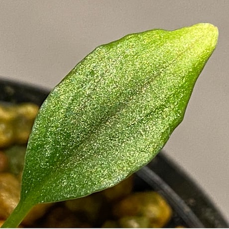 Homalomena sp. from Solok sumatera [LA0315-2]