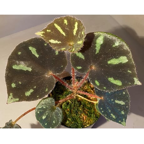 Begonia sp. from Cao Bang [YH251019] TK