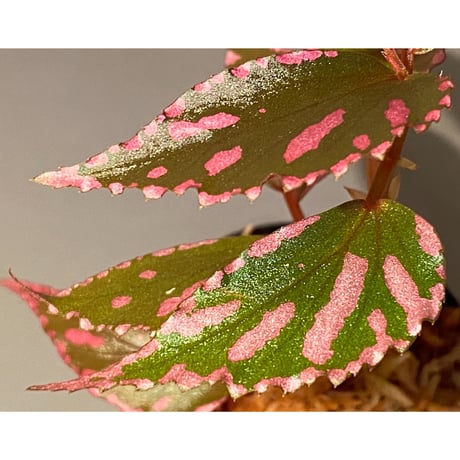 Begonia sp. ぼっち株 from Julau [R1214-01b]