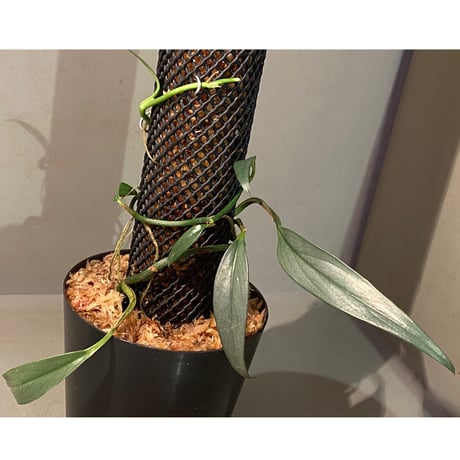 スキスマトグロッテイス | STORES