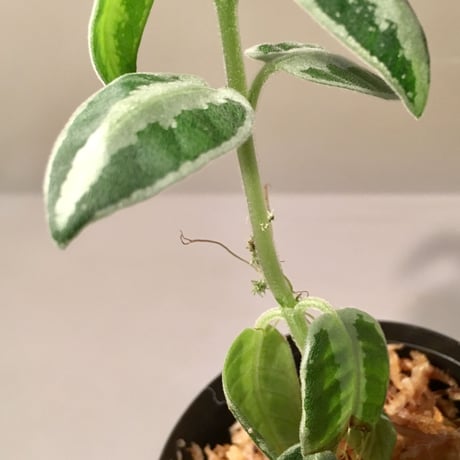 Argostemma sp. from Sanggau