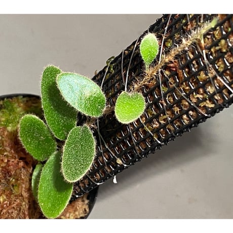 Pyrrosia nummularifolia from Santa Fe Luzon Philippines [KSB]