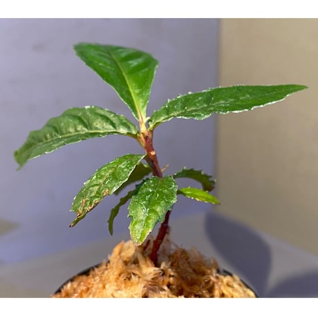 Ardisia pyramidalis from Philippines