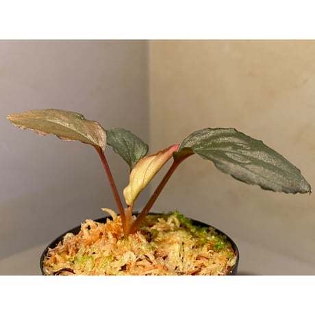 Homalomena sp. "Imperial Japanese Navy" from Resum P.Lingga [AZ0517-11]